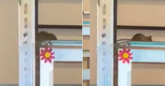 Rato é flagrado em refeitório de universidade