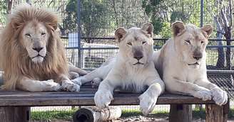 Registros de leão e leoas no Darling Downs Zoo. Foto de 2023, compartilhada pelo local