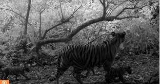 Filhotes de tigre-de-bengala, espécie raríssima, são avistados em parque na Tailândia