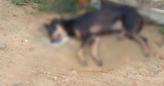 Polícia investiga mortes por envenenamento de mais de 20 cães e gatos em Junco, na Bahia