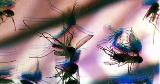 Vírus zika é transmitido pelo mosquito Aedes aegypti.