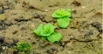 Pesquisadores germinam sementes centenárias em universidade dos Estados Unidos