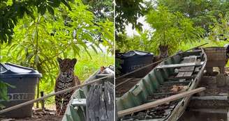 Onça foi espantada na sequência