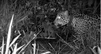 Onça-pintada que sobreviveu a incêndio no Pantanal dá à luz a filhote