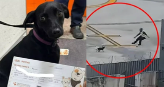 Cadela invadiu a pista do aeroporto de Congonhas