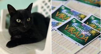 O gato vidente, Milu, fez previu quais serão as dezenas sorteadas da Mega da Virada de 2023