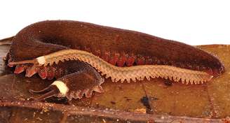 Verme de veludo fêmea adulta de Tiputini (Oroperipatus tiputini)
