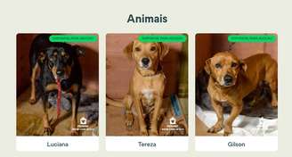 Site "Adoters" disponibiliza fotos dos pets resgatados no RS que podem ser adotados