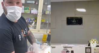 Falso veterinário é preso enquanto fazia cirurgia em gato no RJ