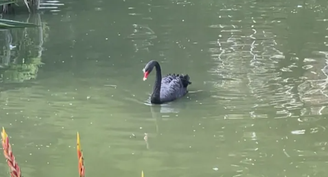 Cisne-negro é morto e furtado de parque no Rio de Janeiro