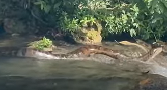 Sucuri gigante desliza pelo Rio da Prata e surpreende banhistas no Pantanal