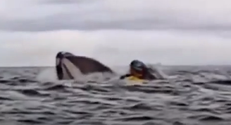 Jovem é ‘abocanhado’ e ‘cuspido’ por baleia jubarte no Chile: ‘Achei que fosse uma onda’; veja