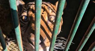 Jack precisa ter mais força para passar por hemodiálise