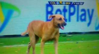 Cachorro invade jogo Brasil X Colômbia