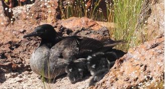 Filhotes de pato raro e ameaçado de extinção nascem no Jalapão (TO)