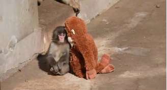 Abandonado pela mãe, nos primeiros dias de vida, Punch ficou isolado, convivendo apenas com a pelúcia