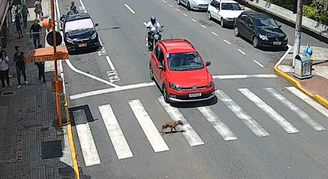 Motociclista atinge carro após motorista frear para cãozinho atravessar rua em MG; veja vídeo