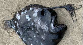 Peixe-futebol avistado recentemente na região costeira do Oregon