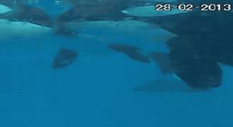 Orcas foram flagradas aparentemente "se beijando"