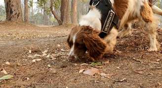 Cadela Taylor busca coalas feridos na Austrália, em imagem obtida de vídeo
22/11/2019
Tate Animal Training Enterprises via REUTERS