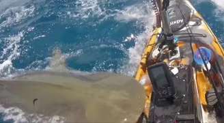 Pescador flagra momento que tubarão-tigre ataca o seu caiaque no Havaí