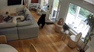 Urso é colocado para correr por Lulu da Pomerânia no Canadá