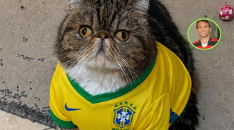 Petkovic, o gato que luta contra a leucemia