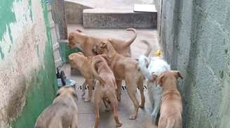 Vaquinha para cachorrinhos: a corrida contra o tempo para salvar sete vidas