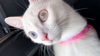 A história de Safira: como uma gata encantadora luta pela vida