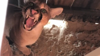 Onça-parda encontrada dentro de barraca no litoral cearense