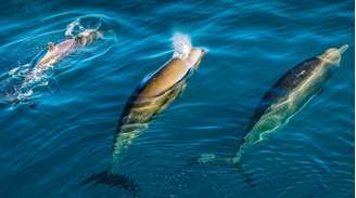 As criaturas marinhas estão sendo forçadas a lidar com o aumento da atividade humana nos oceanos