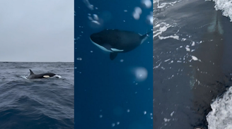 Grupo de orcas foi avistado no mar da Barra da Tijuca