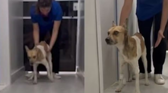 Cão que foi apedrejado apresentou sinais de evolução
