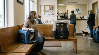 Belo Horizonte oferece castração gratuita para cães e gatos; veja regras