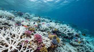 O aquecimento das águas oceânicas afeta diretamente a saúde dos corais em diferentes regiões do mundo.