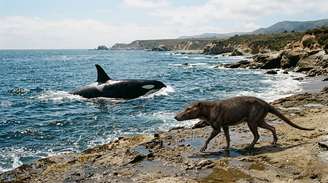 Segundo os modelos, formas de vida apenas parcialmente aquáticas ainda podem, ao longo da evolução, voltar a depender mais da terSegundo os modelos, formas de vida apenas parcialmente aquáticas ainda podem, ao longo da evolução, voltar a depender mais da terra.