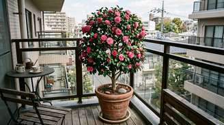 Um dos motivos para a camélia funcionar tão bem em terraços é que ela não depende apenas das flores para chamar atenção.