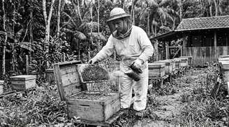 As abelhas africanas apresentavam características interessantes para a produção, mas também eram muito mais defensivas.