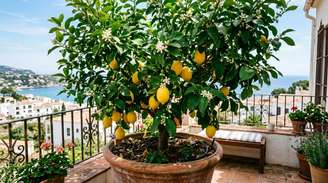 Limoeiros podem ser cultivados em recipientes, especialmente quando recebem bastante luz e espaço para as raízes.