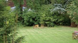 <p>A carcaça foi encontrada no interior do jardim que fica no quintal de John Griffin, um morador da região</p>