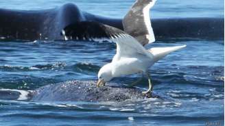 <p>Gaivotas bicam baleias e retiram pedaços de gordura e pele</p>