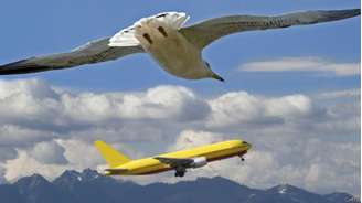 Pássaros aprendem truque para evitar concorrência de aviões