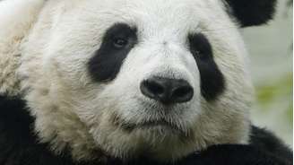 Tain Tian está no zoo de Edimburgo desde 2011