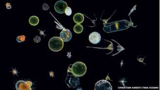 A maior parte dos organismos planctônicos ainda são desconhecidos da ciência