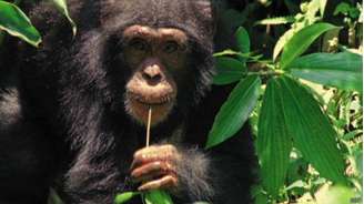 Pesquisa avaliou, entre outras coisas, se chimpanzés preferiam comida cozida à crua