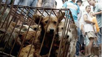 Cães eram vendidos no festival de carne de cachorro em Yulin, na China