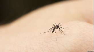 Em distâncias mais curtas, é o calor do corpo que atrai os mosquitos