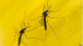 O mosquito OX513A, desenvolvido pela empresa britânica Oxitec, será liberado em larga escala em Piracicaba 