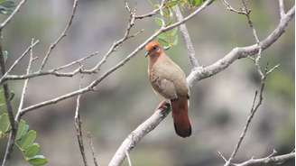 Espécie considerada extinta por cientistas foi avistada no interior de Minas Gerais