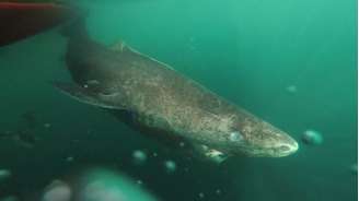 Um tubarão-da-Groenlândia se move lentamente pelas águas após receber um chip de pesquisa 